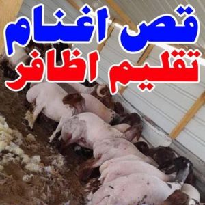 قص اغنام - تقليم اظافر - بالكويت - اغنام الكويت - جز غنم - جز اغنام - جز صوف - حلاق اغنام - حلاق غنم - جز 2 167644045561822 قص اغنام - تقليم اظافر - بالكويت - اغنام الكويت - جز غنم - جز اغنام - جز صوف - حلاق اغنام - حلاق غنم - جز